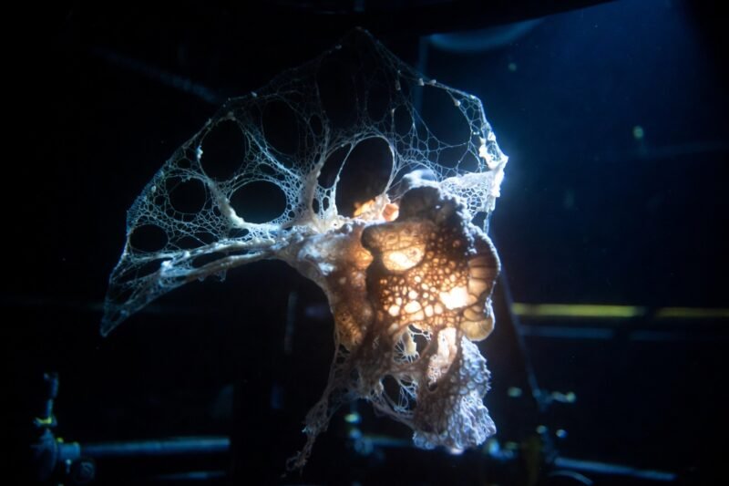 Scientists discovered a new creature that exists at the fringes of life